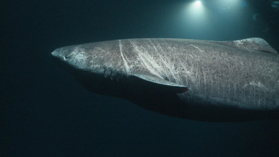 Imagen de Cuando los tiburones...: Pánico en el paraíso - 1