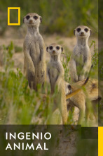 Imagen de Ingenio animal - 1