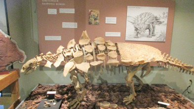 Imagen de Misterios en el museo,...: Lassie en la vida real y más - 2