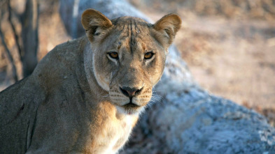 Imagen de Depredadores: Leones - 2