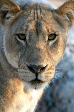 Imagen de Depredadores: Leones - 1