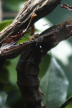 Imagen de El zoo del Bronx (T4): Nuestros queridos bichos - 1