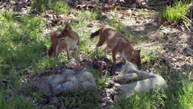 Imagen de El zoo del Bronx (T4): Perros salvajes en movimiento - 2