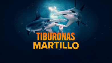 Imagen de Tiburonas martillo - 2