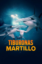Imagen de Tiburonas martillo - 1