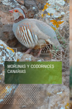 Imagen de Morunas y codornices canarias - 1