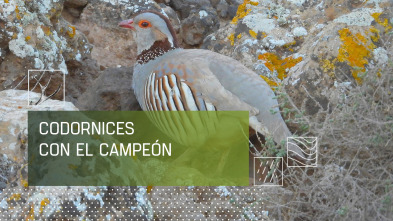 Imagen de Morunas y codornices canarias - 2