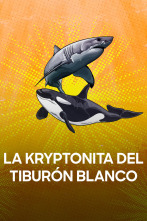 Imagen de La kryptonita del tiburón blanco - 1