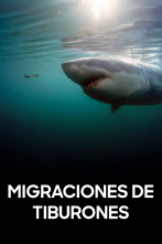 Imagen de Migraciones de tiburones - 1