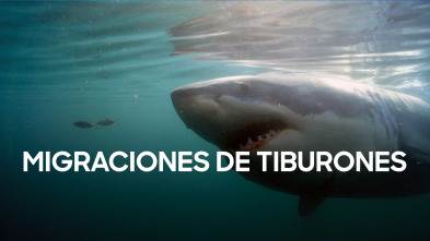 Imagen de Migraciones de tiburones - 2