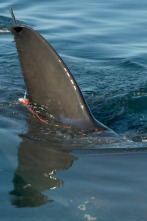 Imagen de Migraciones de tiburones - 3