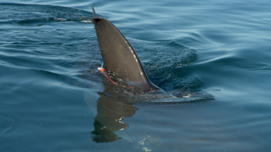 Imagen de Migraciones de tiburones - 4