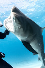 Imagen de Tiburones: aguas peligrosas - 3