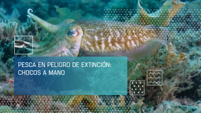 Imagen de Pesca en peligro de extinción: chocos a mano - 2