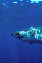 Imagen de Shark week: lo mejor del año - 3