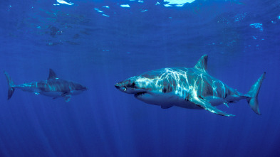 Imagen de Shark week: lo mejor del año - 4