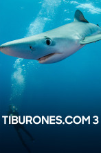 Imagen de Tiburones.com 3 - 1