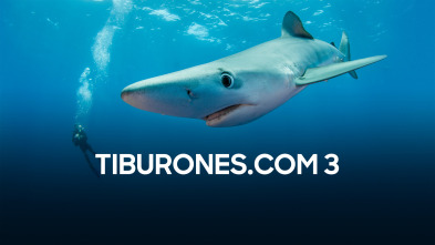 Imagen de Tiburones.com 3 - 2