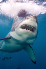 Imagen de Tiburones.com 3 - 3