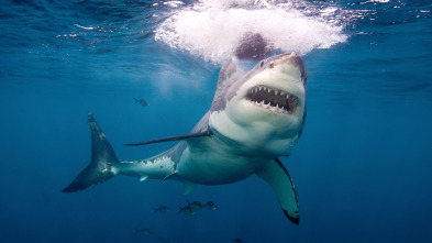 Imagen de Tiburones.com 3 - 4