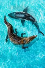 Imagen de Tiburón vs. mega cocodrilo - 3