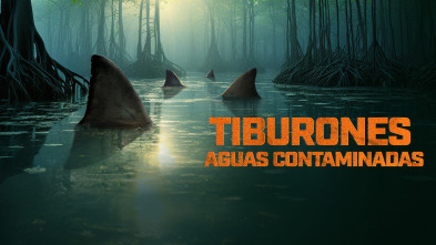 Imagen de Tiburones: aguas contaminadas - 2