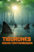 Imagen de Tiburones: aguas contaminadas - 1