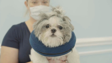 Imagen de Critter fixers:...: Doguillos en una manta - 1