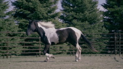 Imagen de Veterinarios de... (T4): Que el caballo te acompañe - 1