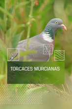 Imagen de Torcaces murcianas - 1