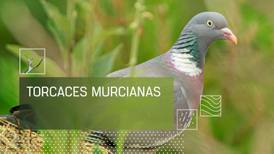 Imagen de Torcaces murcianas - 2