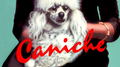 Imagen de Caniche - 2