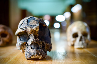 Imagen de Human: la historia del...: El origen de los humanos - 2