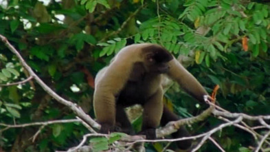 Imagen de Amazonía: Batalla en los árboles - 1