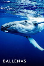 Imagen de Ballenas  - 1