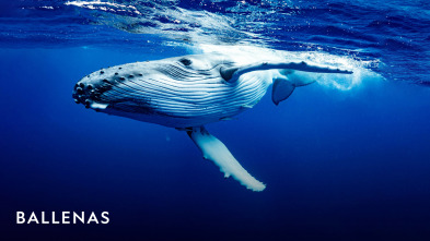 Imagen de Ballenas  - 2
