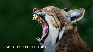 Imagen de Especies En Peligro  - 4