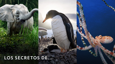Imagen de Los secretos de...  - 2