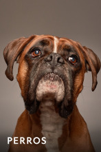 Imagen de Perros  - 1
