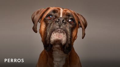 Imagen de Perros  - 2