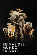 Imagen de Reinas del mundo salvaje  - 1