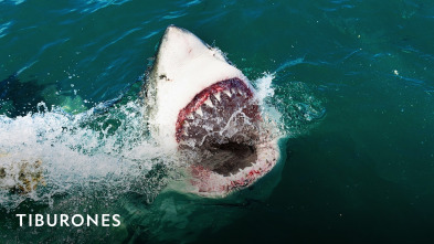 Imagen de Tiburones  - 2