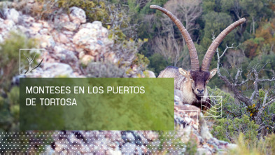 Imagen de Monteses en los puertos de Tortosa - 2
