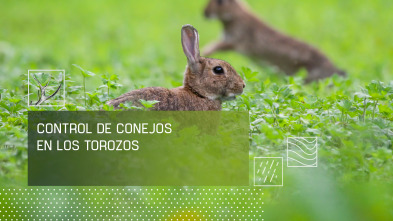 Imagen de Control del conejo en Los Torozos - 2