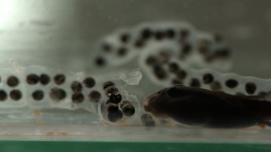 Imagen de Revisando la teoría de la evolución - 10