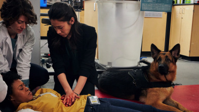 Imagen de Hudson y Rex (T1): Ep.10 El arte de la oscuridad - 4