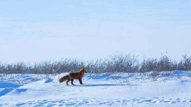 Imagen de Vida bajo cero: Ep.10 - 2