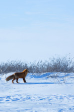 Imagen de Vida bajo cero: Ep.10 - 1