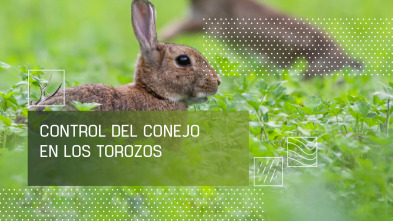 Imagen de Control del conejo en Los Torozos - 2