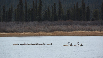 Imagen de Vida bajo cero: Ep.1 - 2